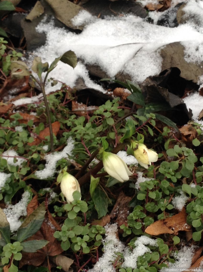 Лялькины каникулы ч.1. Если кому не верится