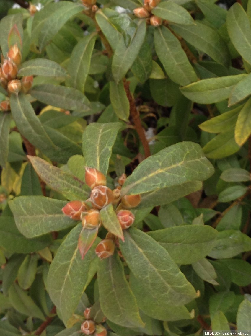 Лялькины каникулы ч.1. Если кому не верится