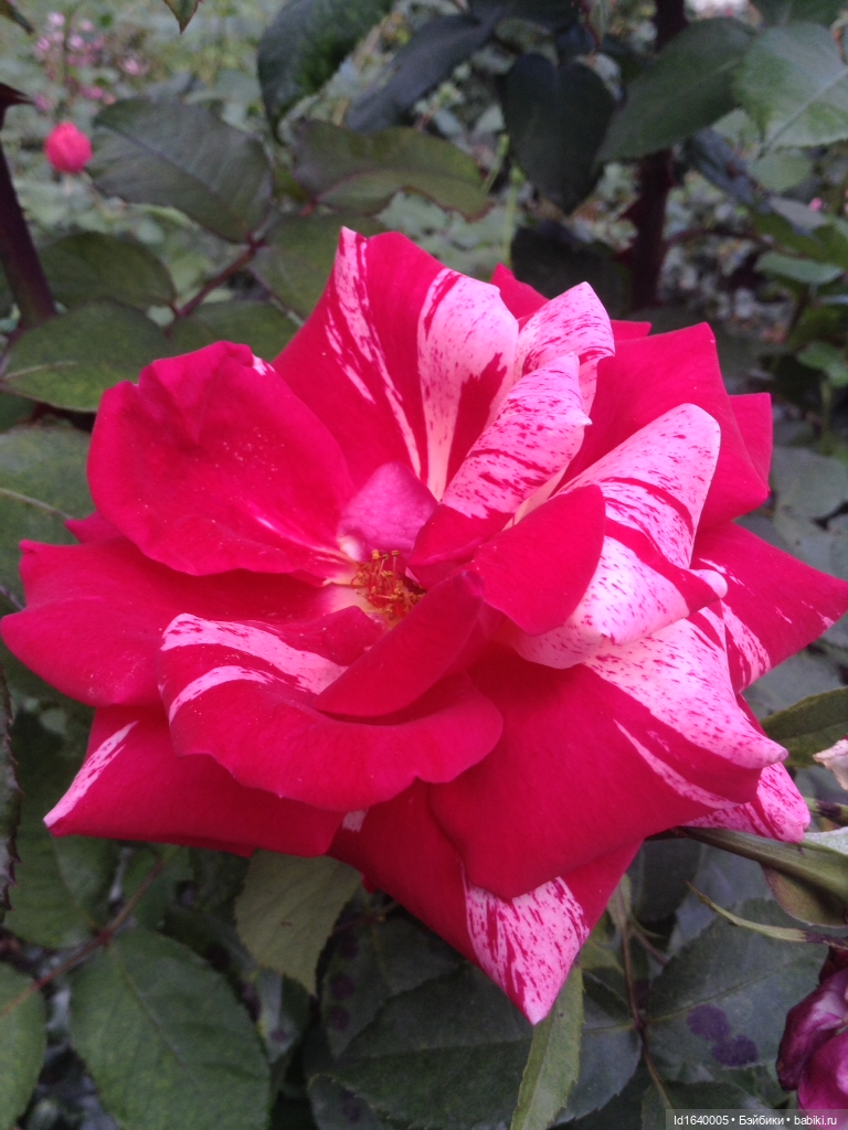 "Где бы ты ни была..." или Куклы играют любовь. 3+