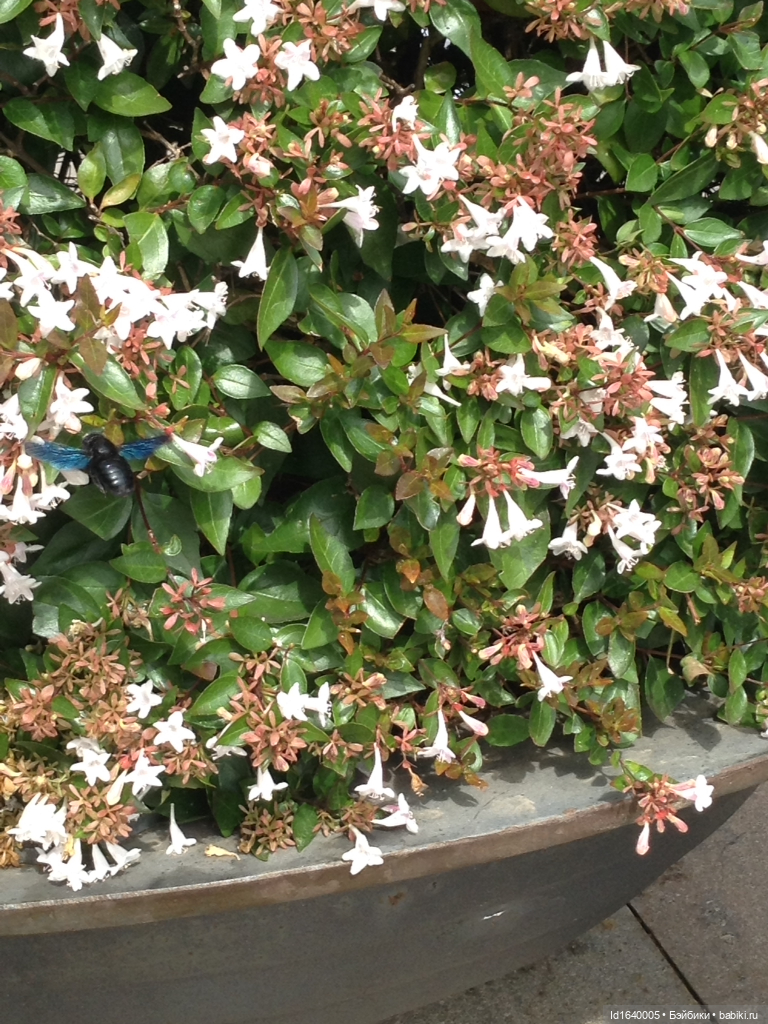 Бенедиктинский монастырь Монсеррат в Испании. Чёрная Мадонна - покровительница Каталонии