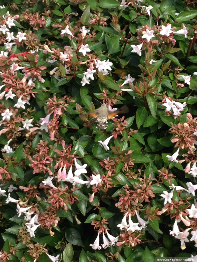 Бенедиктинский монастырь Монсеррат в Испании. Чёрная Мадонна - покровительница Каталонии