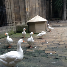 Тринадцать гусей в Соборе ч.1