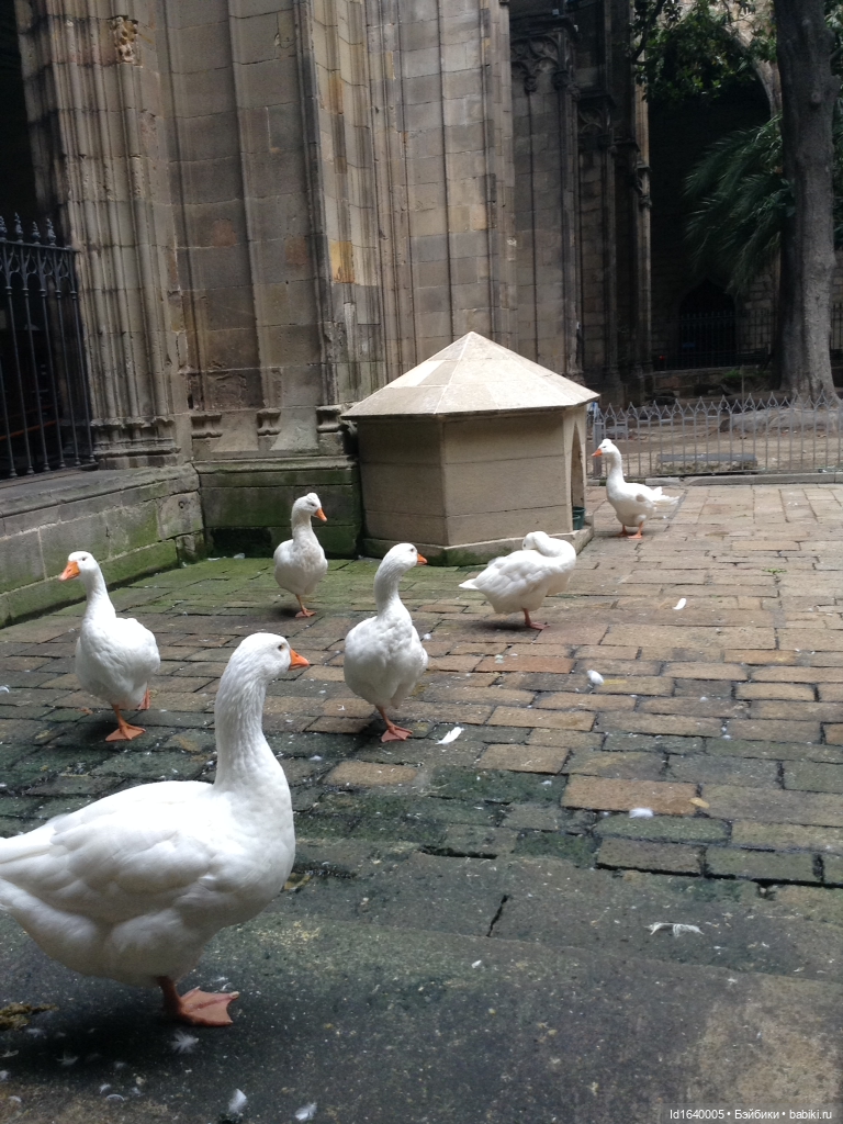Тринадцать гусей в Соборе. Ч.2