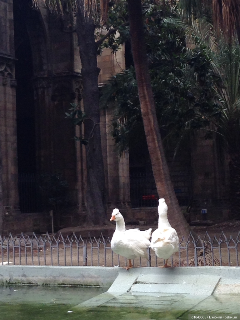 Тринадцать гусей в Соборе. Ч.2