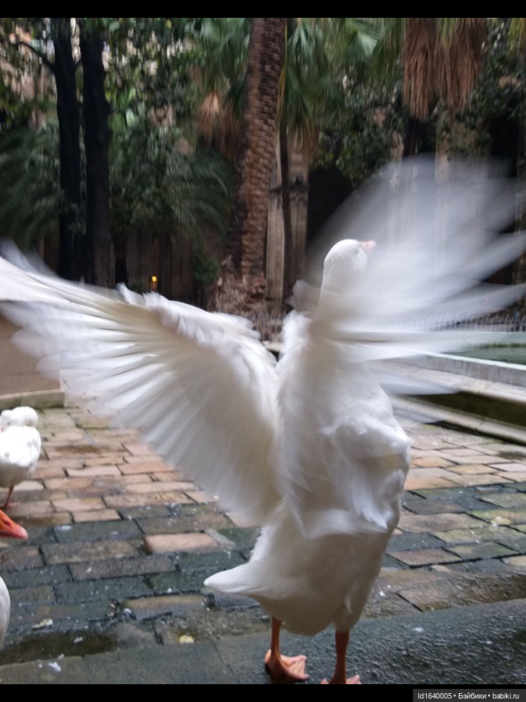 Тринадцать гусей в Соборе. Ч.2