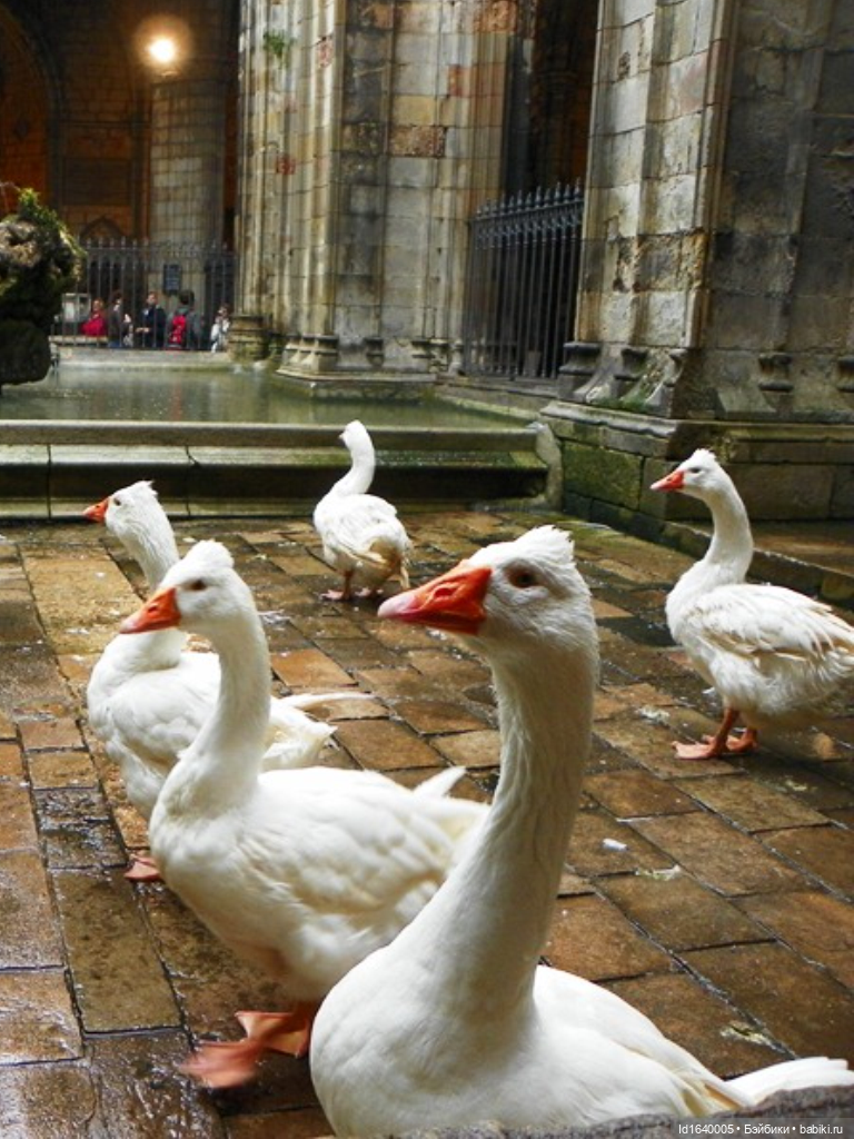 Тринадцать гусей в Соборе. Ч.2