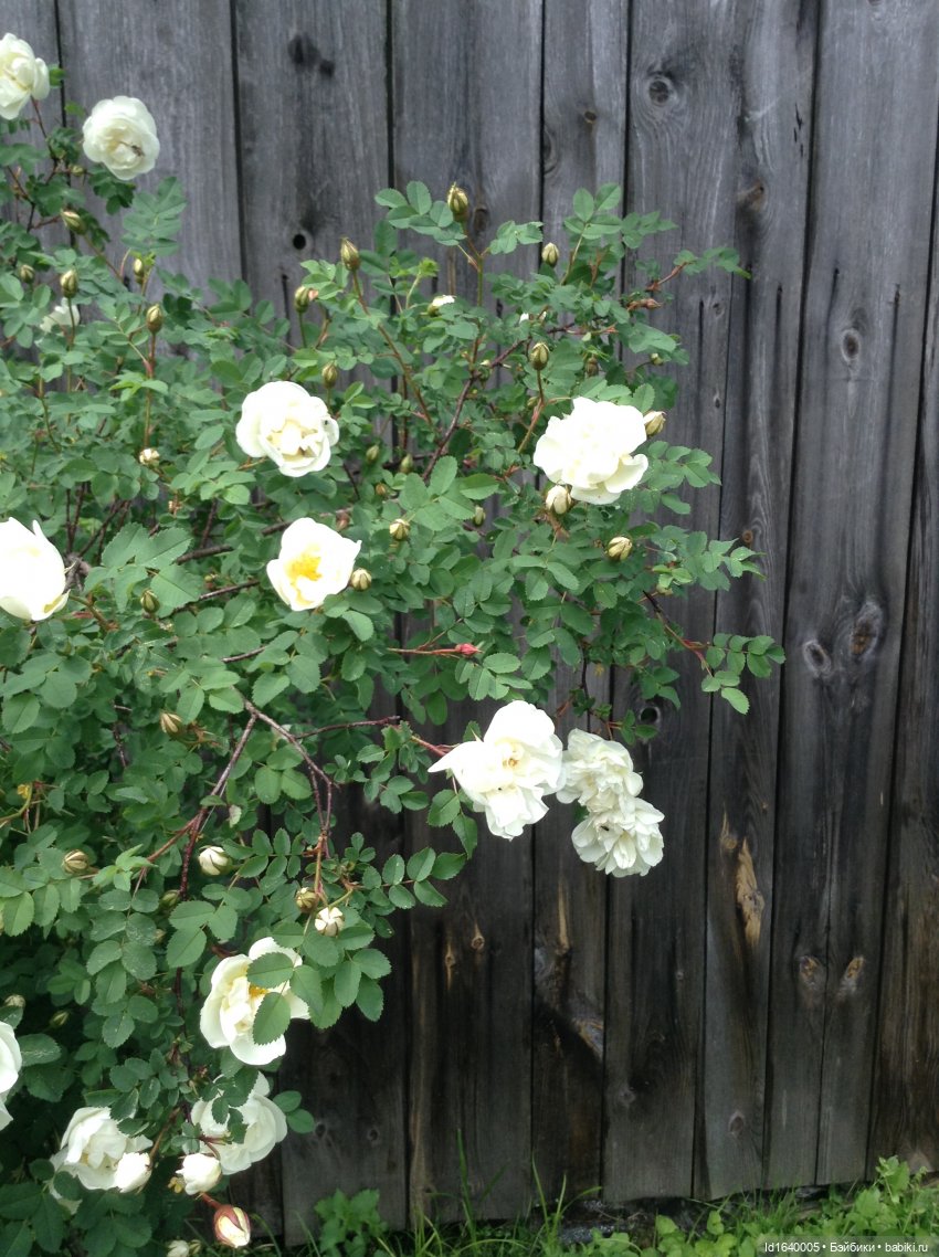 Как молоды мы были — Куклы Kidz'n'Cats (Соня Хартман): шарнирные 46 см (фото 4)