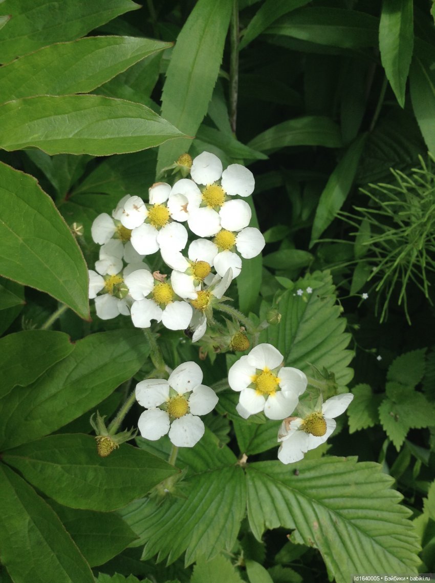 Как молоды мы были — Куклы Kidz'n'Cats (Соня Хартман): шарнирные 46 см (фото 6)