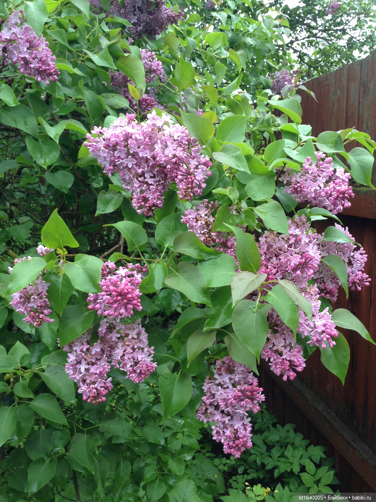 Как молоды мы были — Куклы Kidz'n'Cats (Соня Хартман): шарнирные 46 см