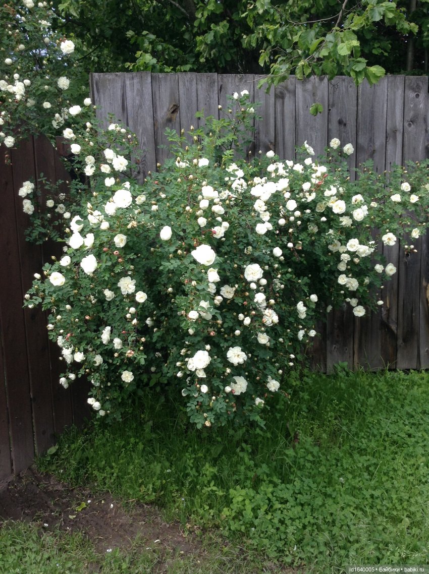 Как молоды мы были — Куклы Kidz'n'Cats (Соня Хартман): шарнирные 46 см (фото 3)