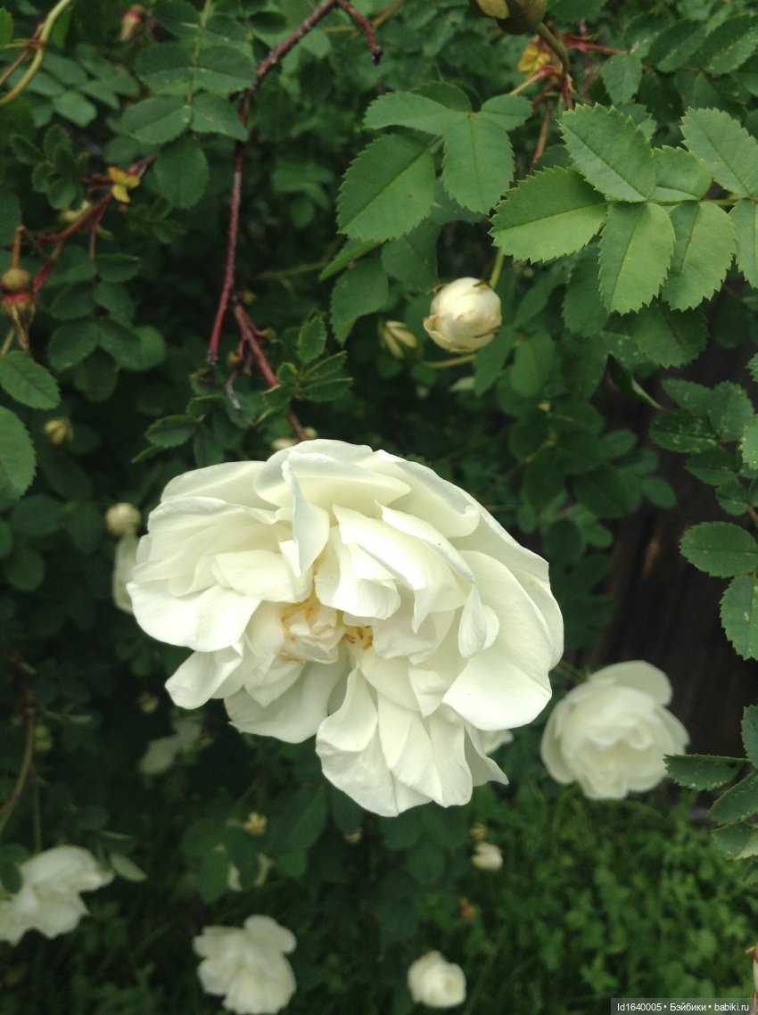 Как молоды мы были — Куклы Kidz'n'Cats (Соня Хартман): шарнирные 46 см (фото 5)