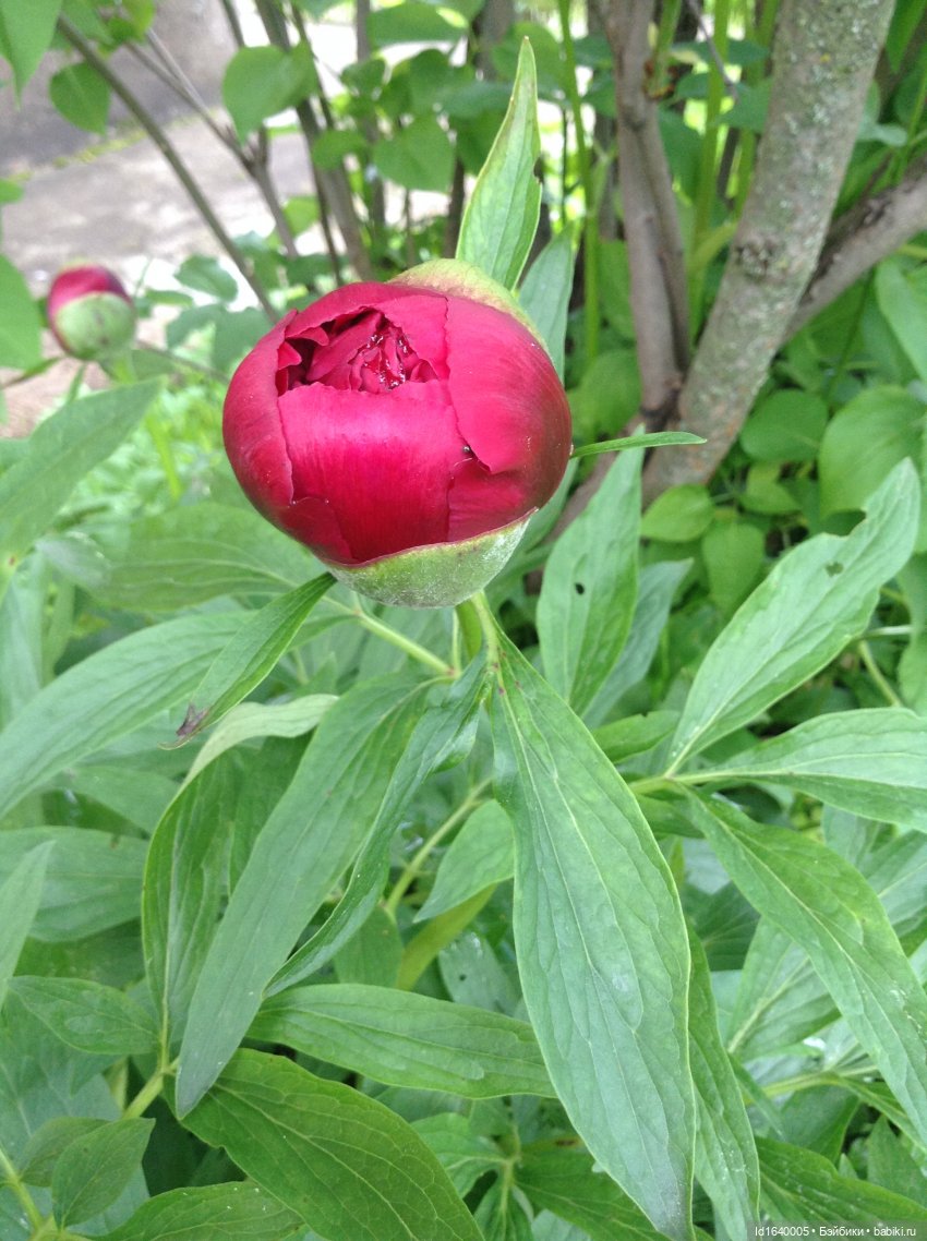 Как молоды мы были — Куклы Kidz'n'Cats (Соня Хартман): шарнирные 46 см