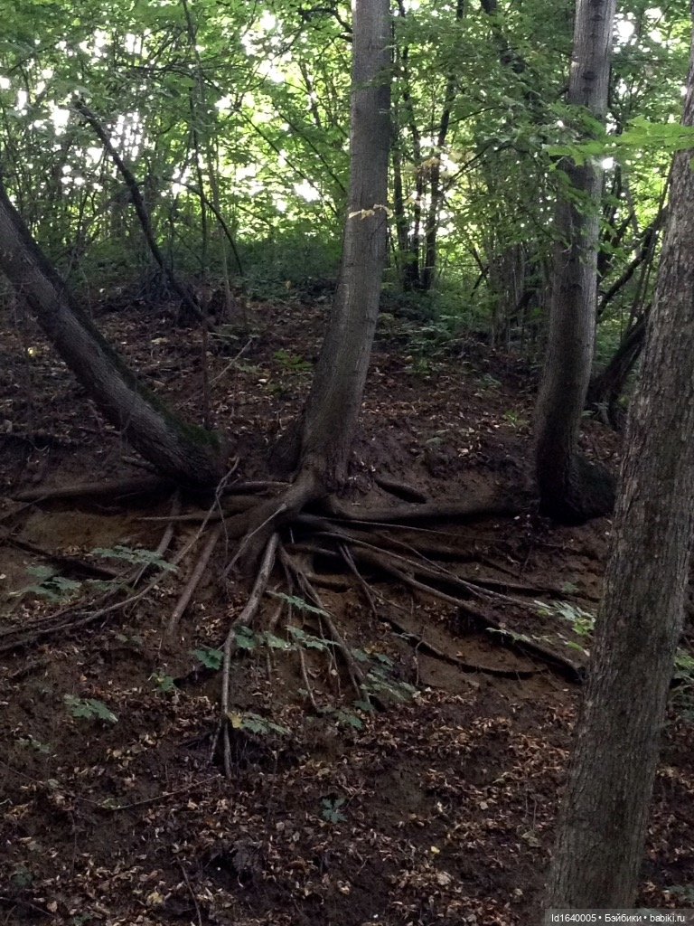 В жару и в стужу жгучую, в темно-синем лесу... кабы чего не вышло (фото 5)
