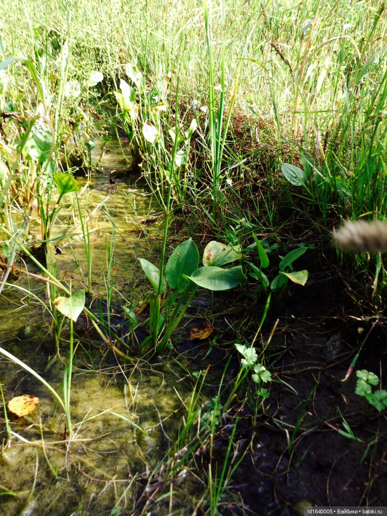 В жару и в стужу жгучую, в темно-синем лесу... кабы чего не вышло