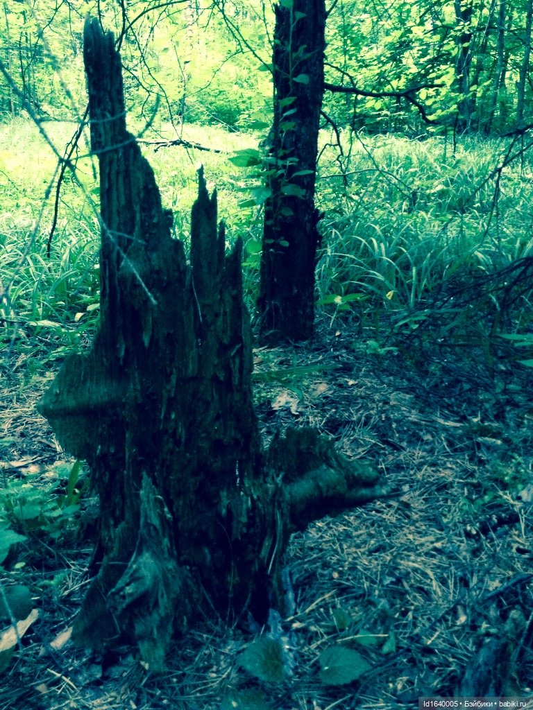 В жару и в стужу жгучую, в темно-синем лесу... кабы чего не вышло (фото 6)