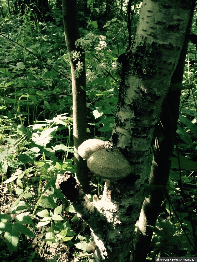 В жару и в стужу жгучую, в темно-синем лесу... кабы чего не вышло (фото 7)