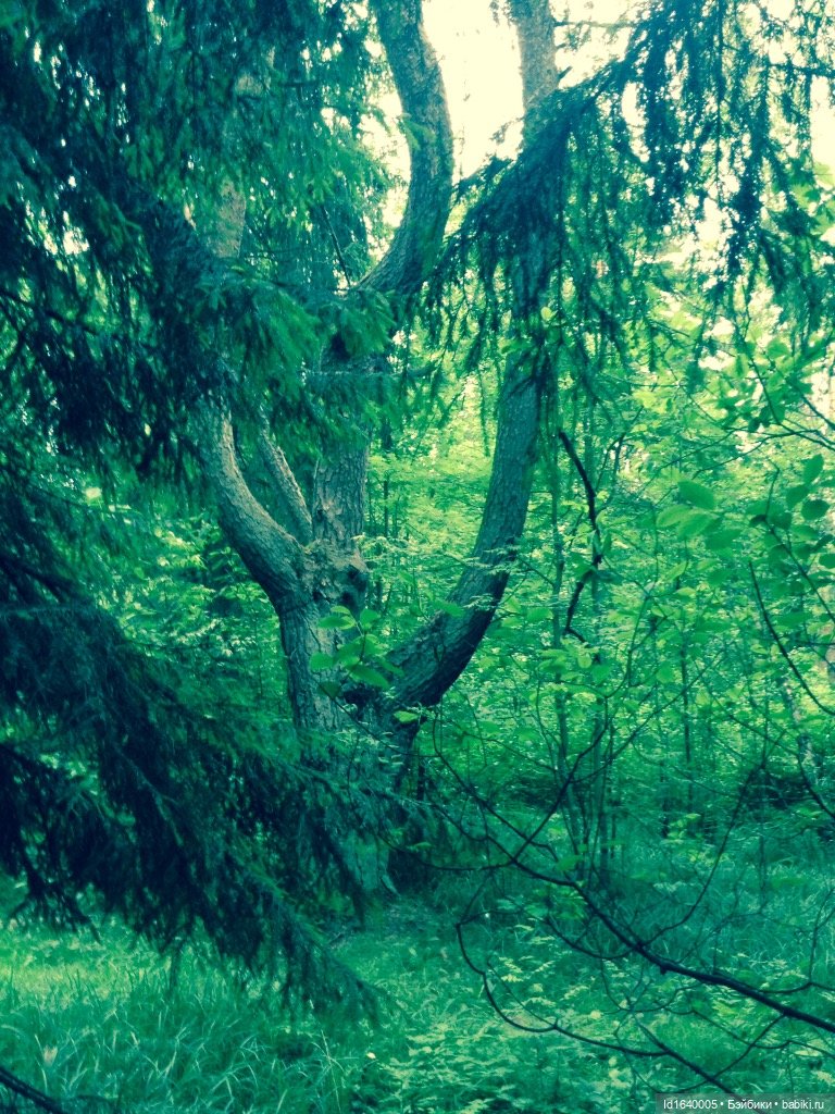 В жару и в стужу жгучую, в темно-синем лесу... кабы чего не вышло (фото 8)