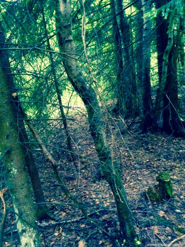 В жару и в стужу жгучую, в темно-синем лесу... кабы чего не вышло (фото 4)