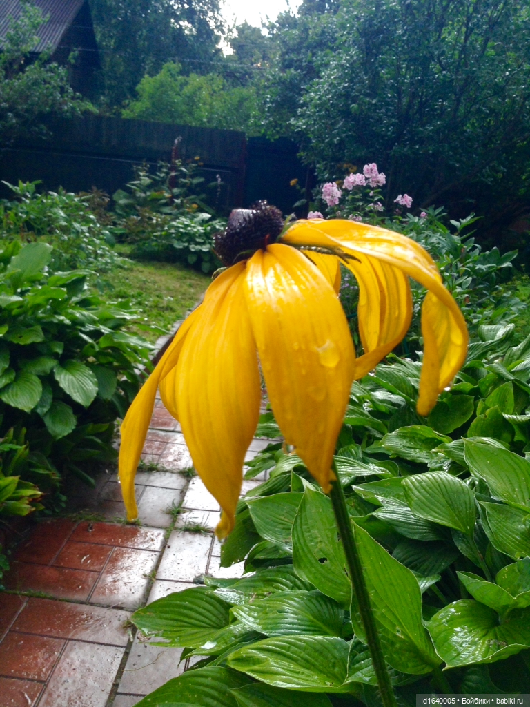 Августовское солнце — Куклы Sylvia Natterer (Сильвия Наттерер): Gotz