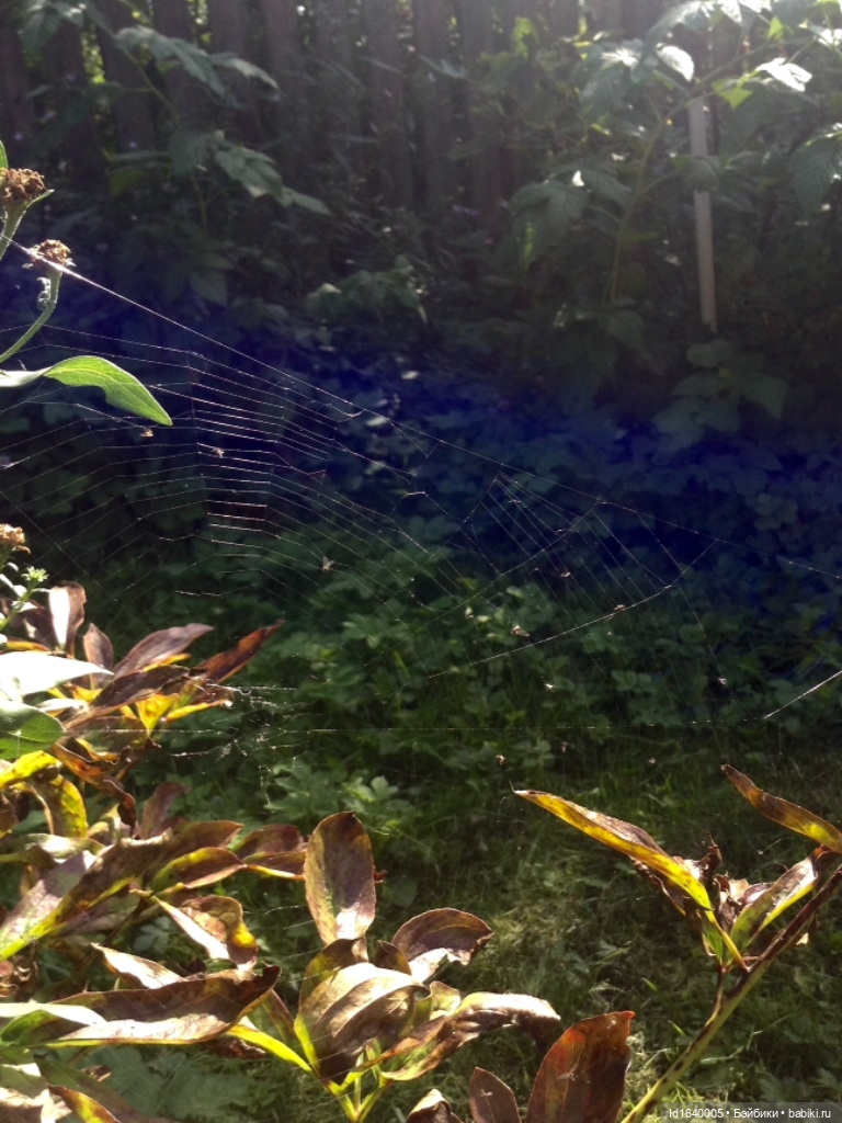 Августовское солнце — Куклы Sylvia Natterer (Сильвия Наттерер): Gotz (фото 5)