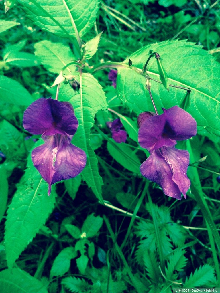 В жару и в стужу жгучую, в темно-синем лесу... кабы чего не вышло
