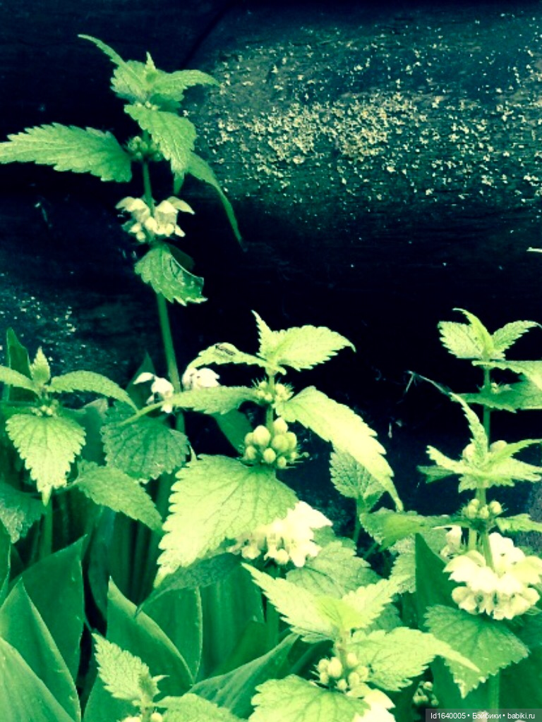 В жару и в стужу жгучую, в темно-синем лесу... кабы чего не вышло