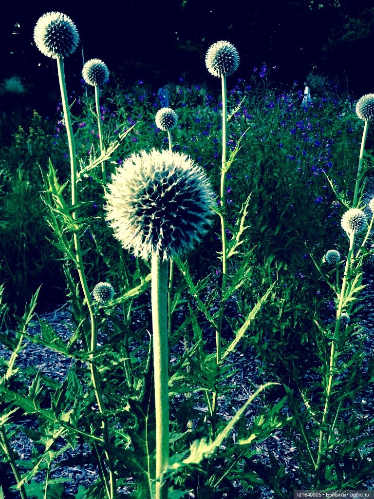 В жару и в стужу жгучую, в темно-синем лесу... кабы чего не вышло