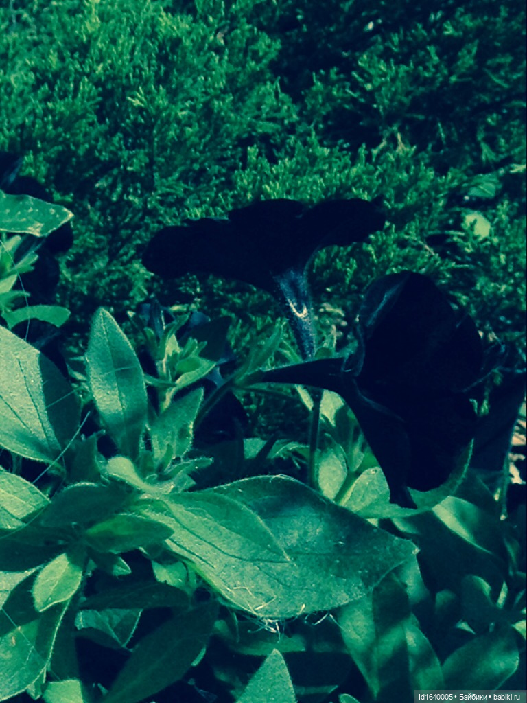 В жару и в стужу жгучую, в темно-синем лесу... кабы чего не вышло