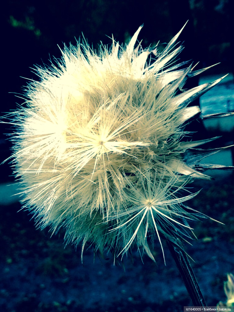 В жару и в стужу жгучую, в темно-синем лесу... кабы чего не вышло