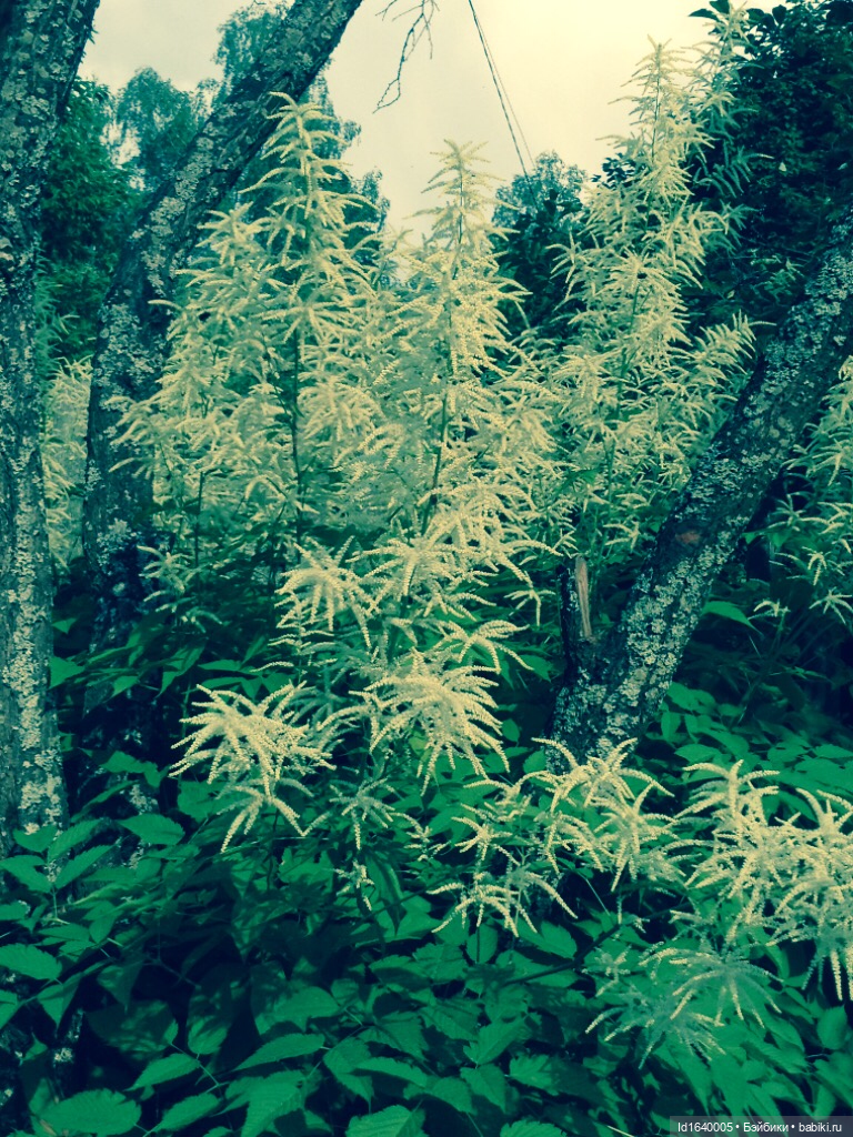 В жару и в стужу жгучую, в темно-синем лесу... кабы чего не вышло