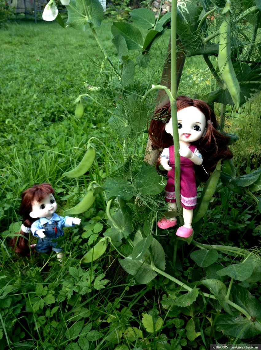 Кузнечик, который не хотел сидеть в травке