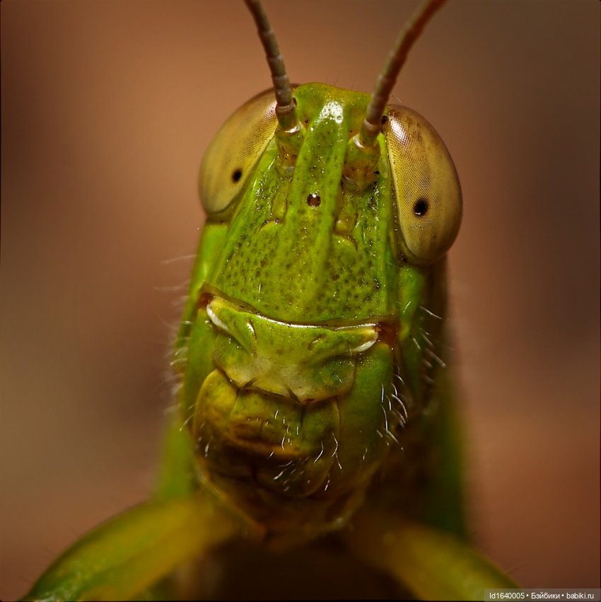 Кузнечик, который не хотел сидеть в травке