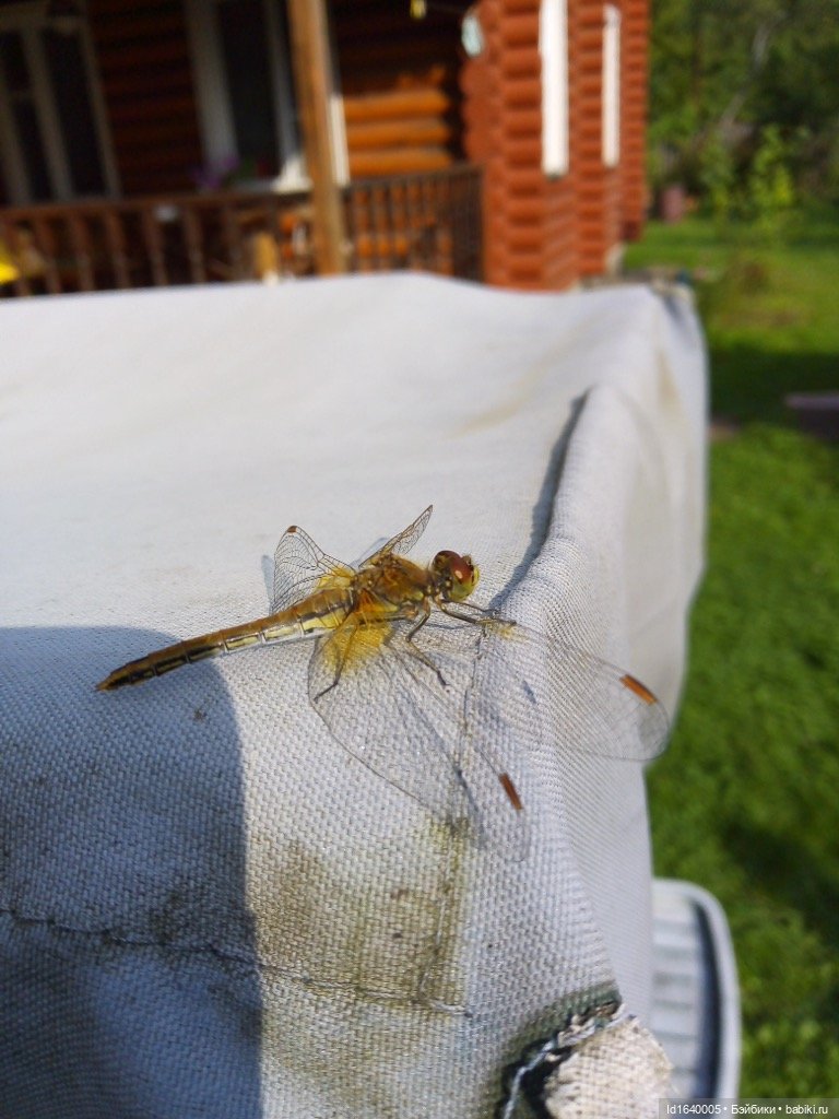 Кузнечик, который не хотел сидеть в травке