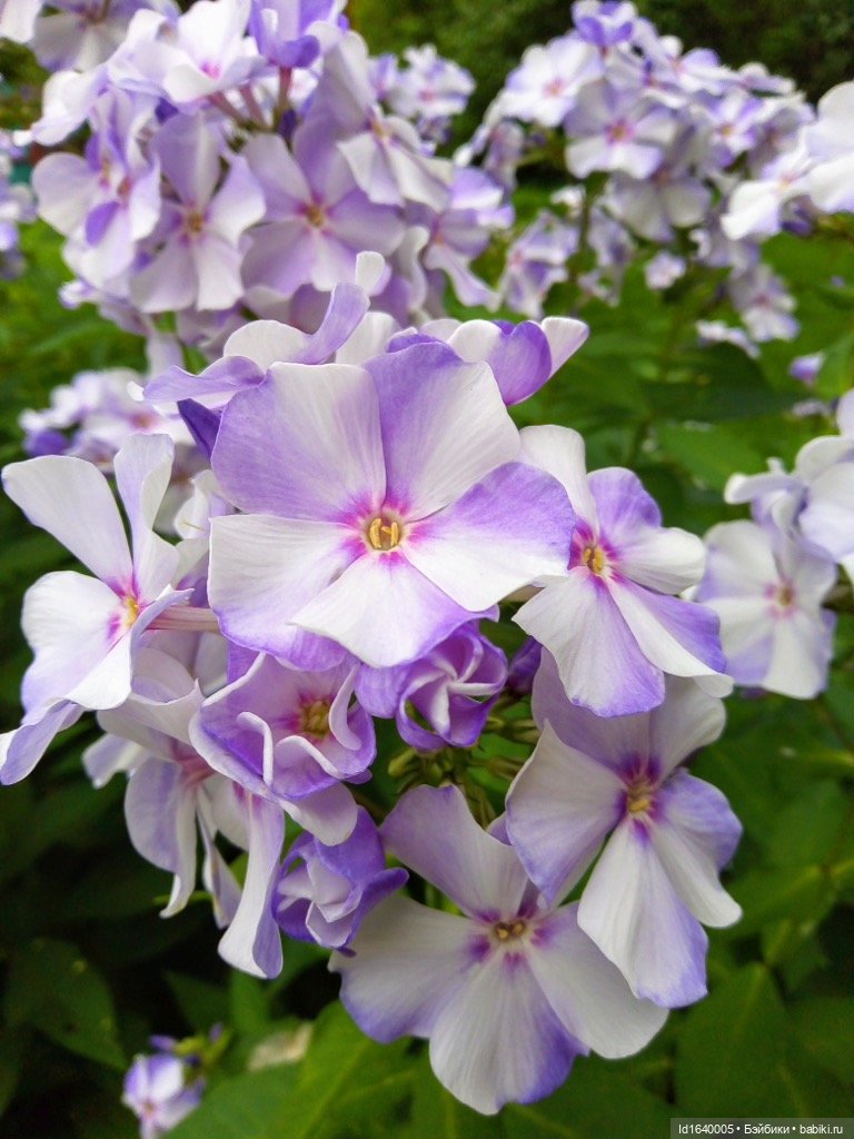 Кузнечик, который не хотел сидеть в травке (фото 2)