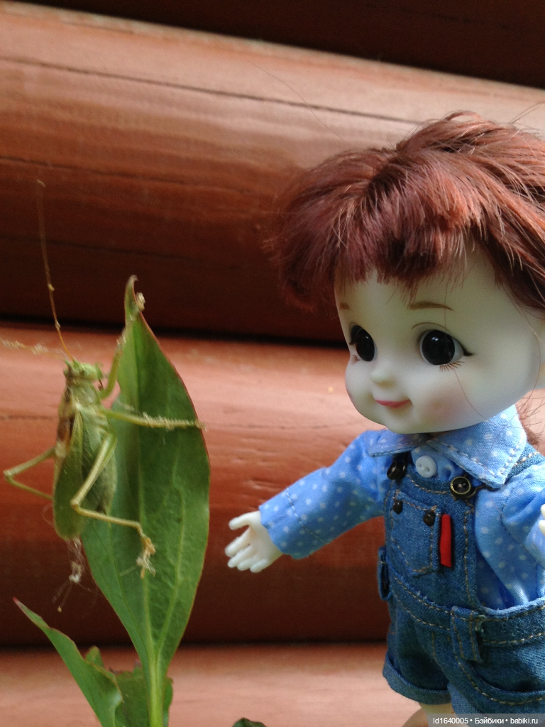 Кузнечик, который не хотел сидеть в травке