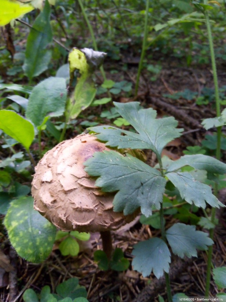 Кузнечик, который не хотел сидеть в травке (фото 9)