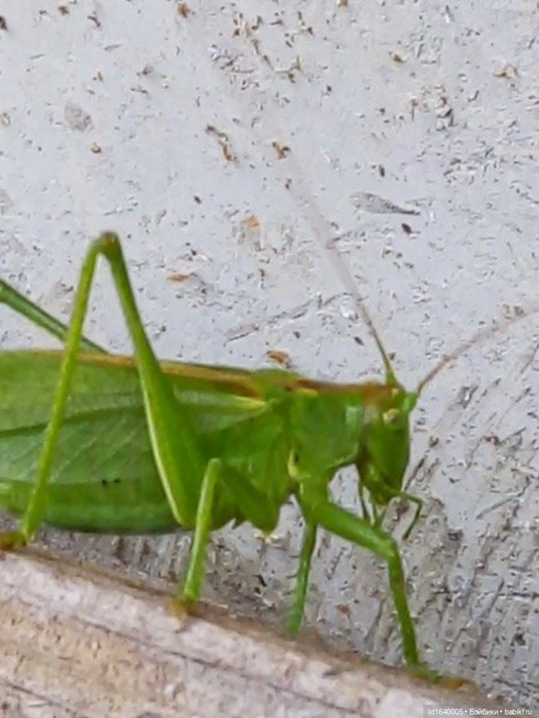 Кузнечик, который не хотел сидеть в травке