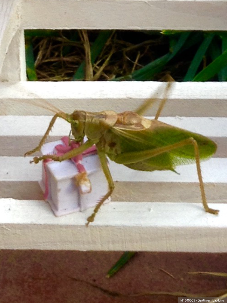 Кузнечик, который не хотел сидеть в травке