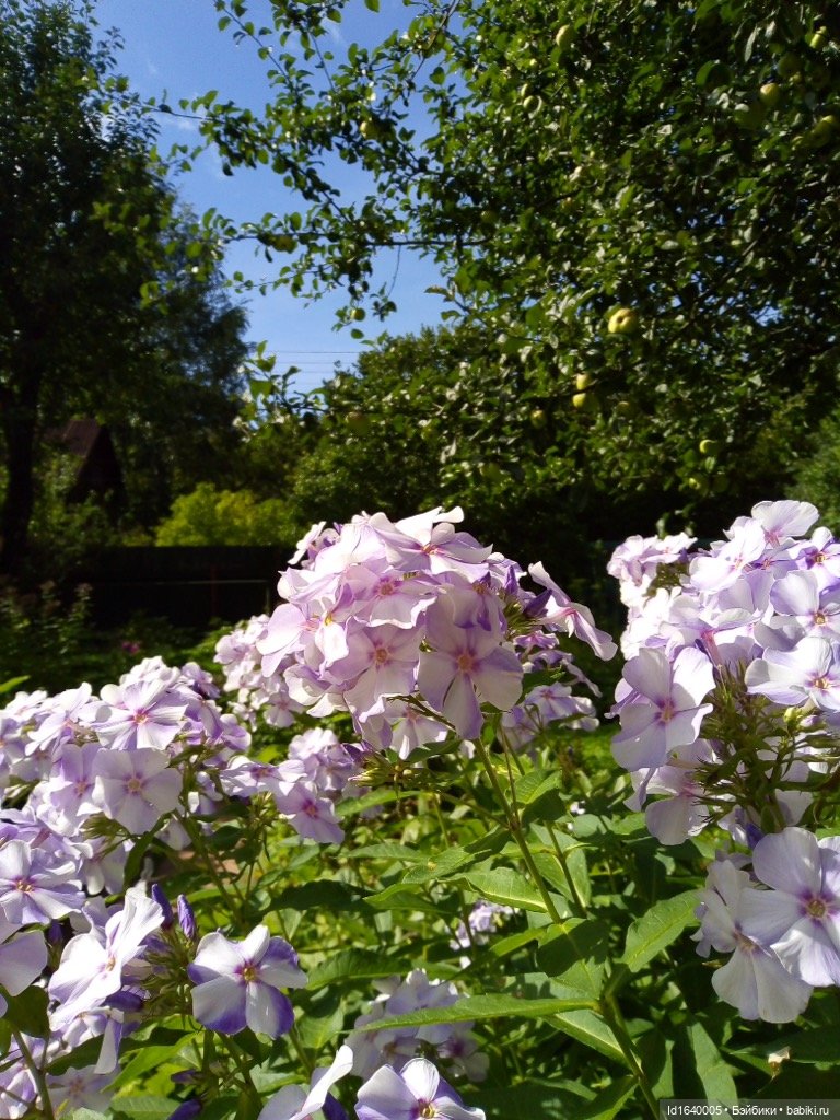 Кузнечик, который не хотел сидеть в травке