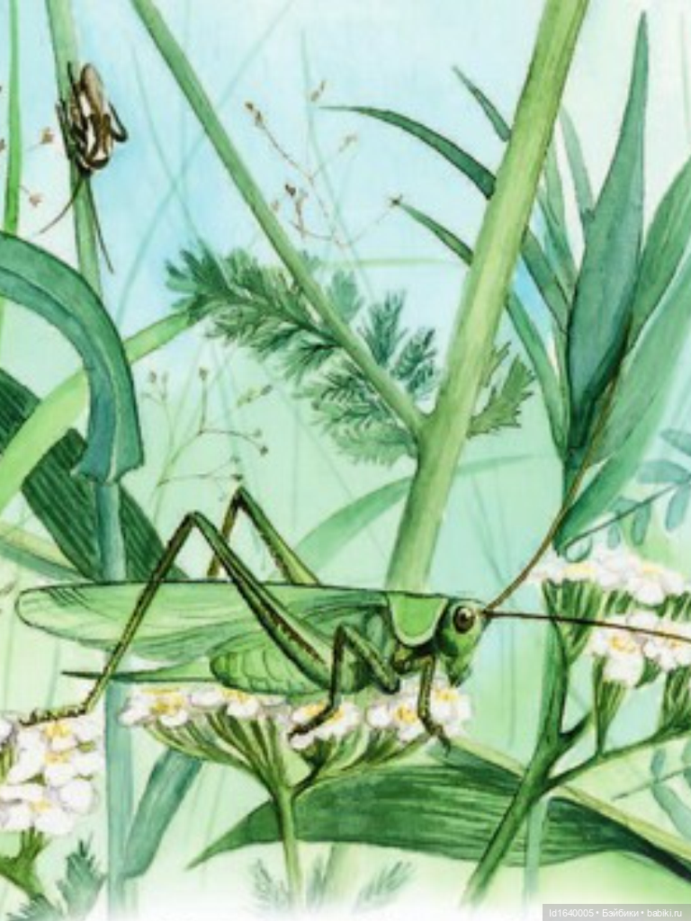 Кузнечик, который не хотел сидеть в травке