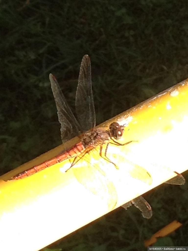 Кузнечик, который не хотел сидеть в травке