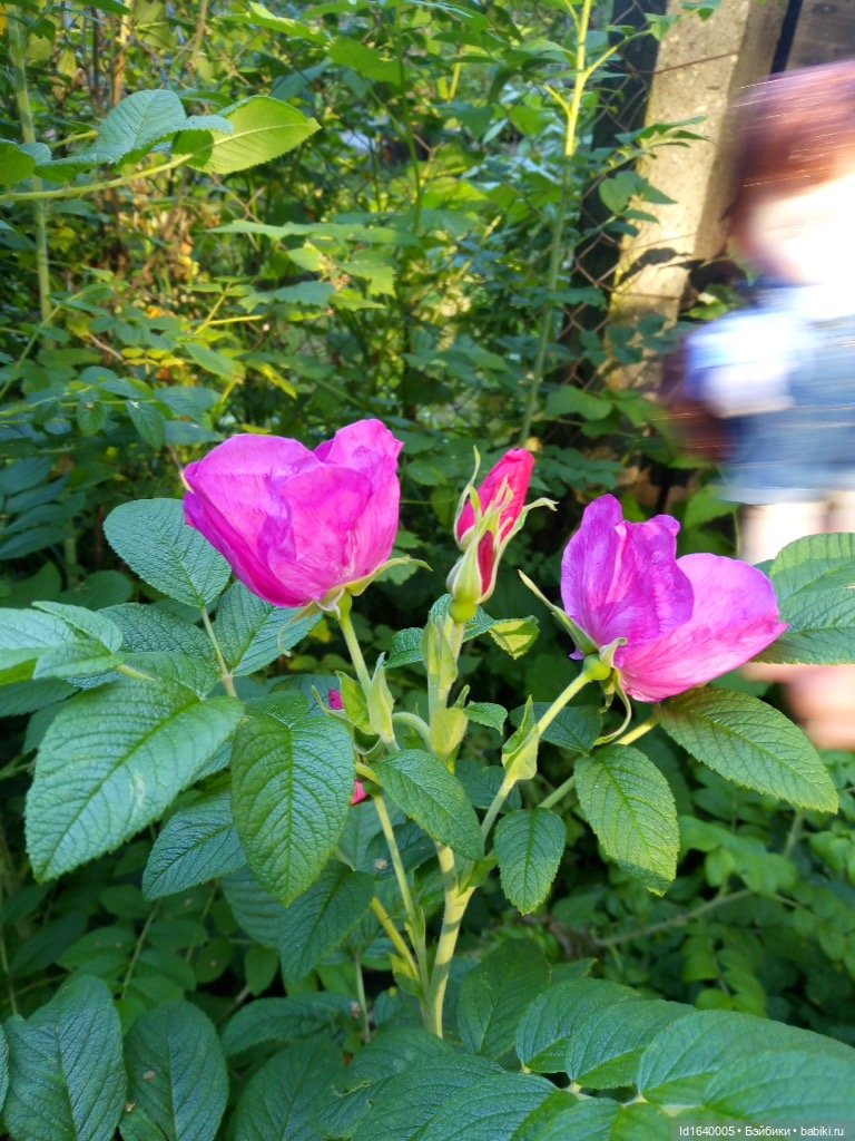 Кузнечик, который не хотел сидеть в травке