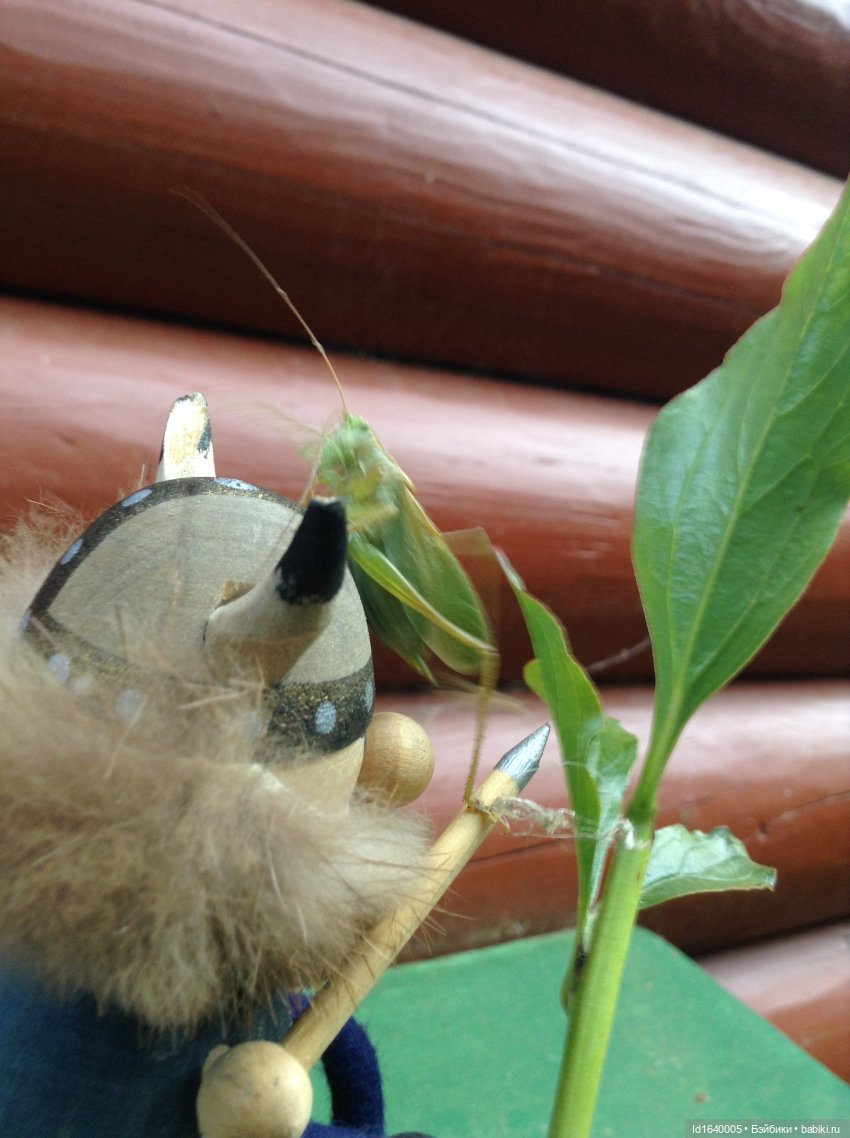 Кузнечик, который не хотел сидеть в травке