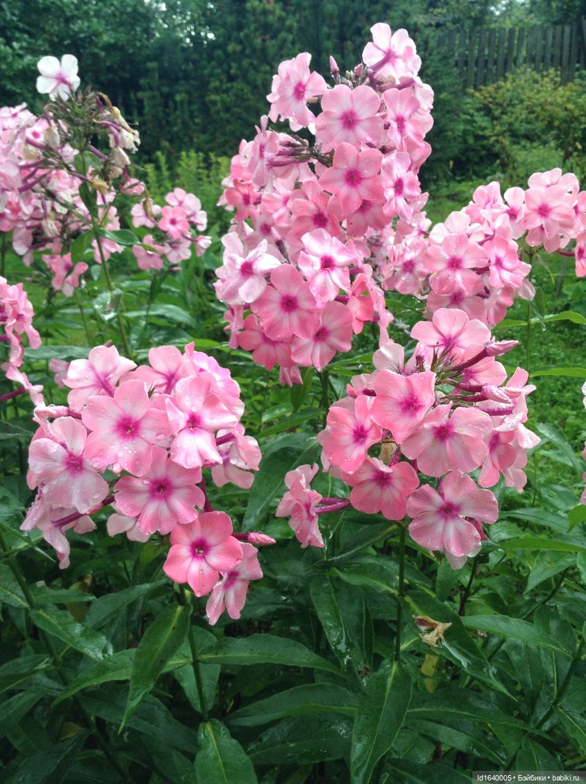 Кузнечик, который не хотел сидеть в травке