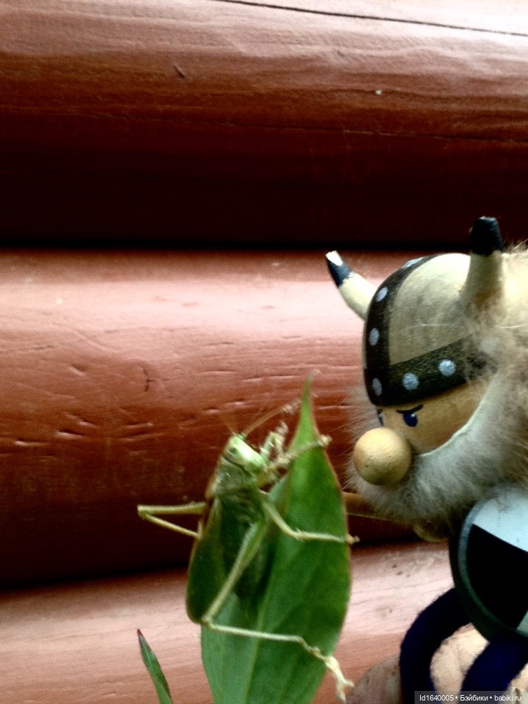 Кузнечик, который не хотел сидеть в травке