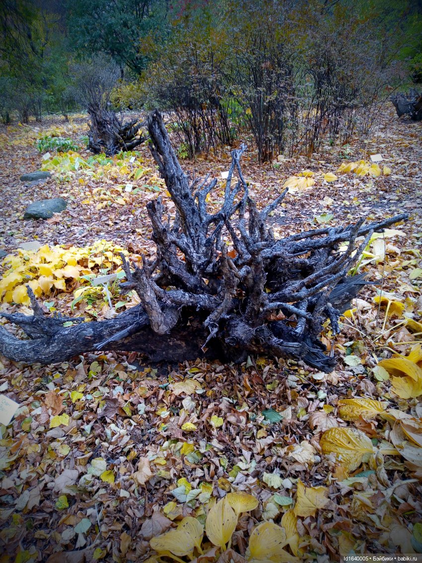 Бал и после бала — Болталка и разговоры обо всем: жизнь