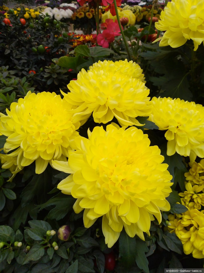 Бал и после бала — Болталка и разговоры обо всем: жизнь