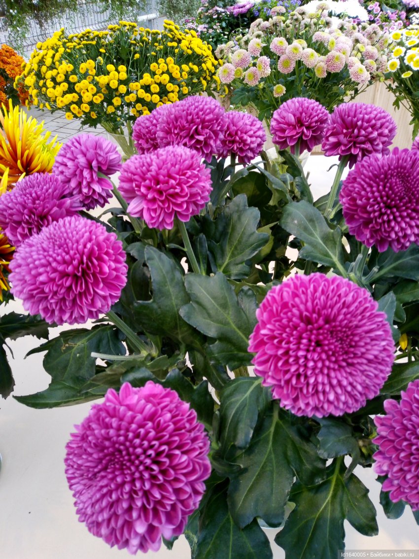 Бал и после бала — Болталка и разговоры обо всем: жизнь