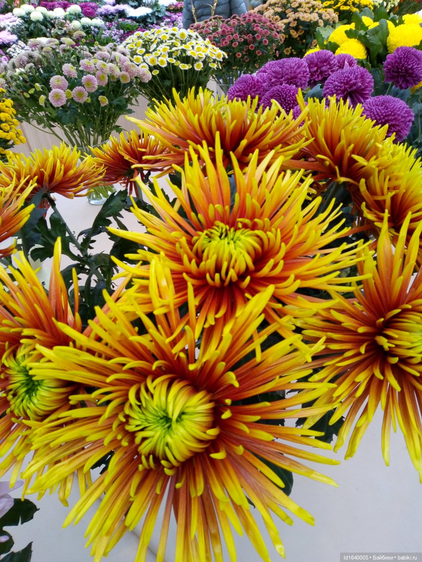 Бал и после бала — Болталка и разговоры обо всем: жизнь