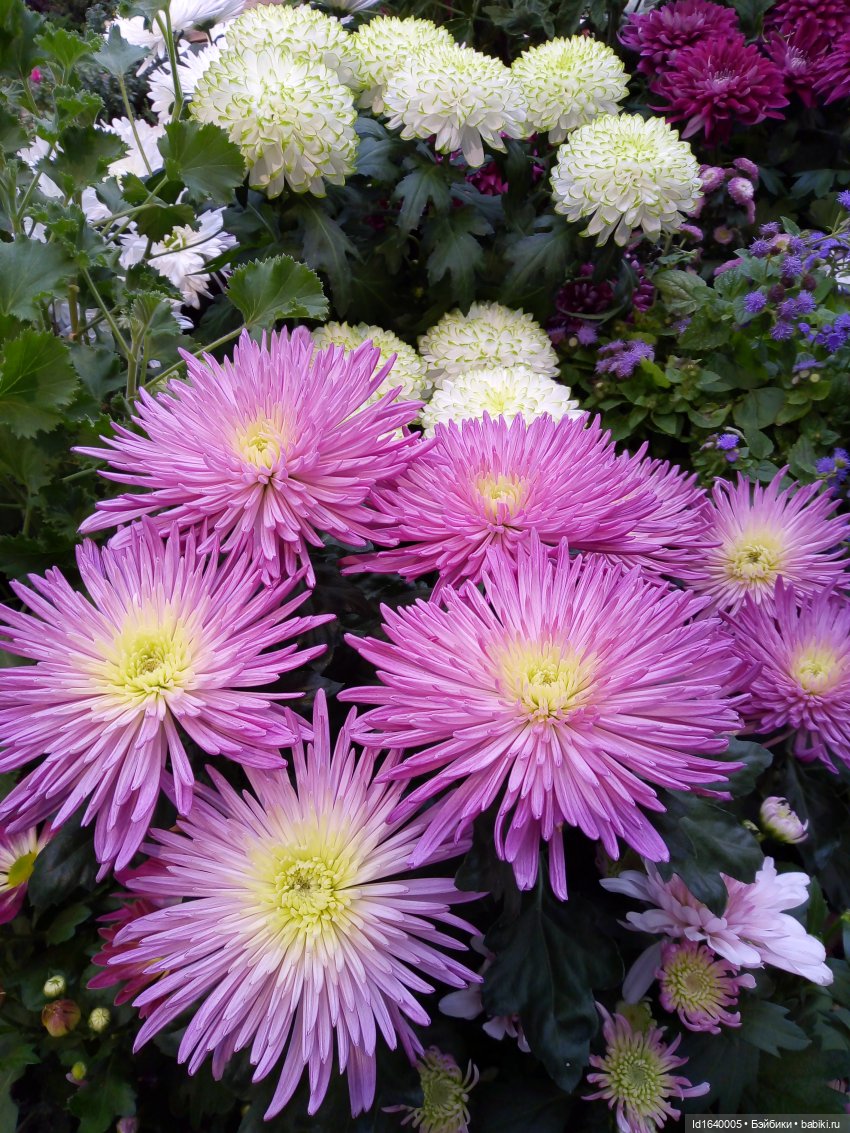 Бал и после бала — Болталка и разговоры обо всем: жизнь